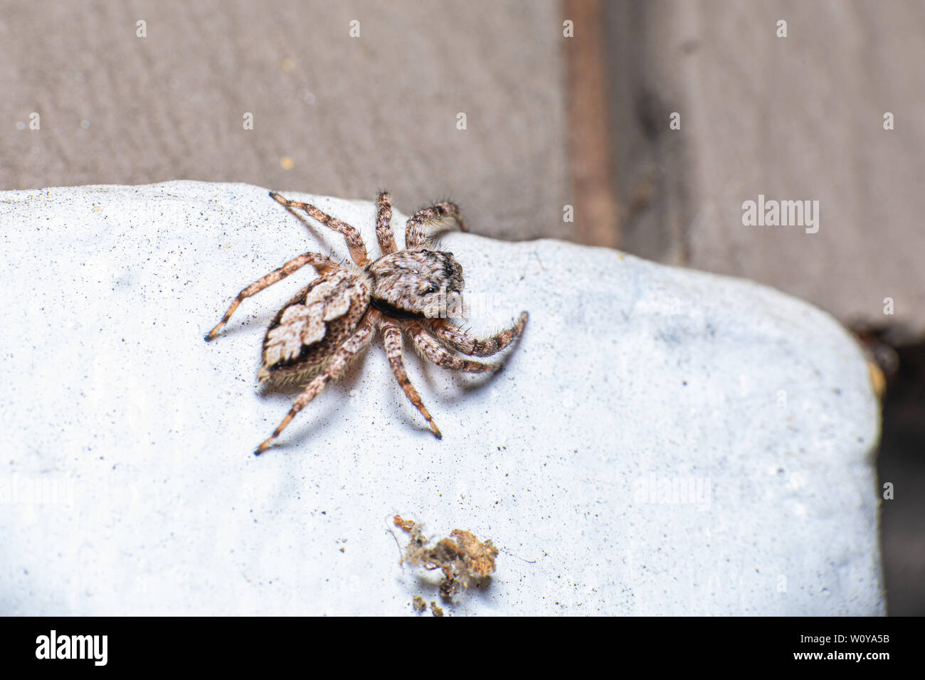 A dorsal view of a female Tan Jumping Spider (Platycryptus undatus) climbing on the outside of my house. Stock Photo