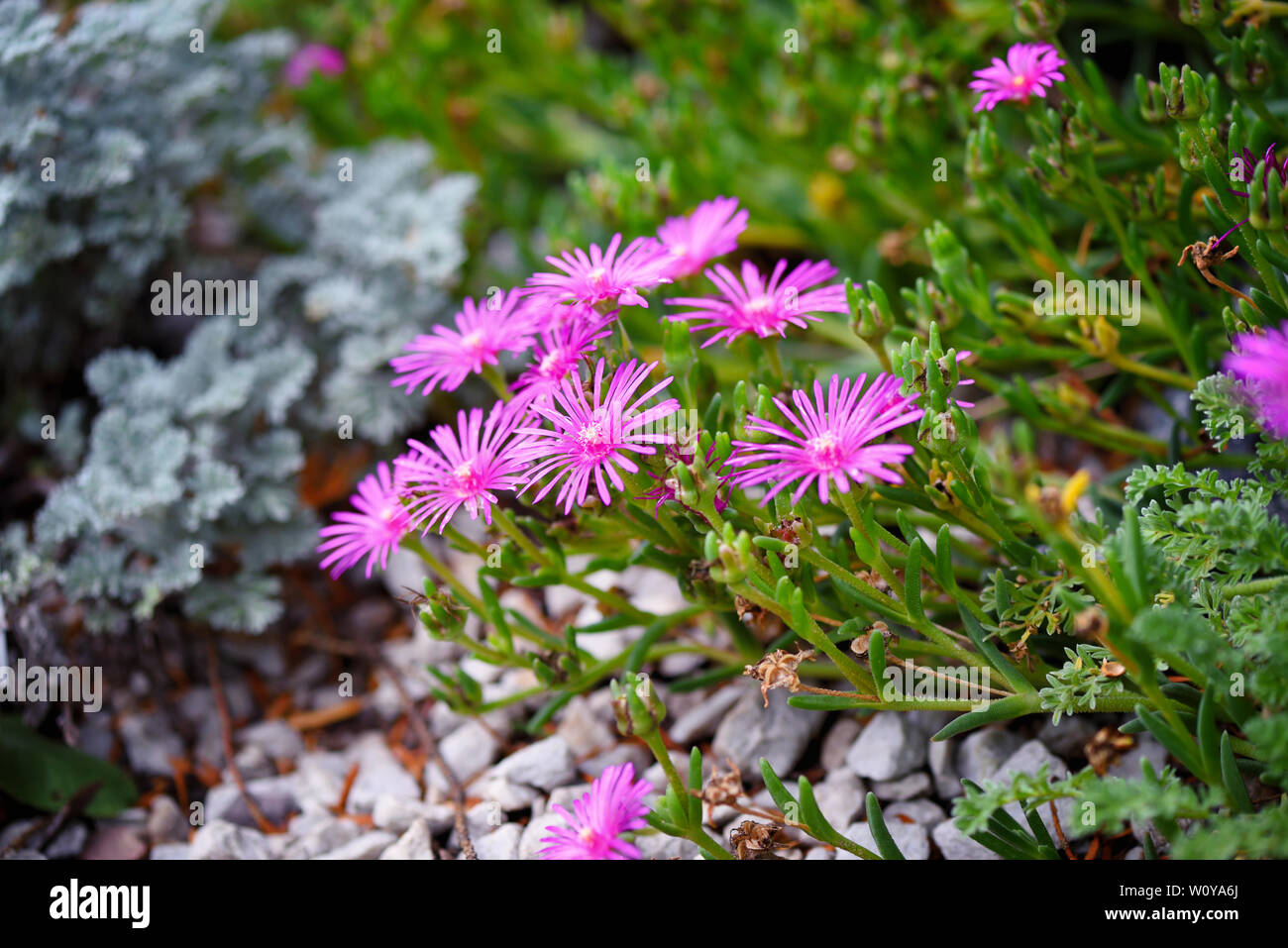 Delosperma cooperi flowers in the garden Stock Photo