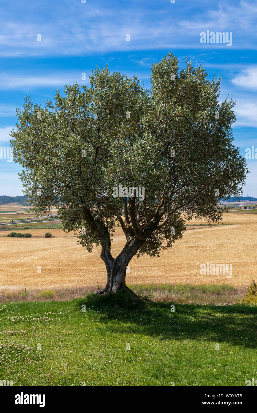 Beautiful olive tree (tree) on sunny day (blue sky) and wheat field