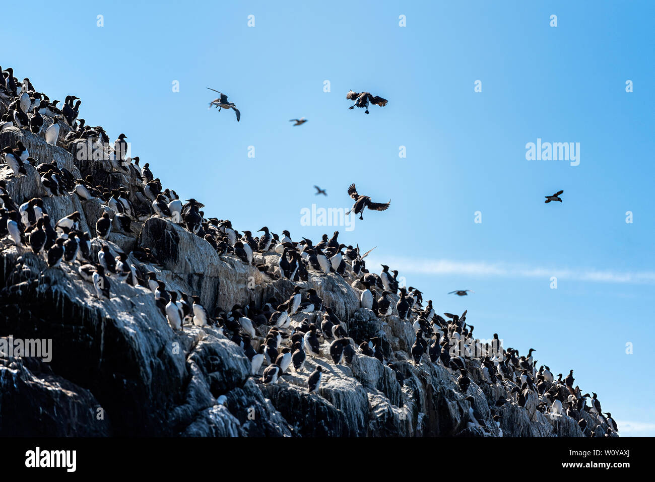 UK, Farne Islands, June 2019: Colony of Cormorants take over a cliff face Stock Photo