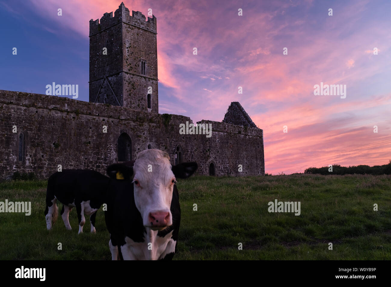 A view of the ruins of Clare Abbey a Augustinian monastery just outside