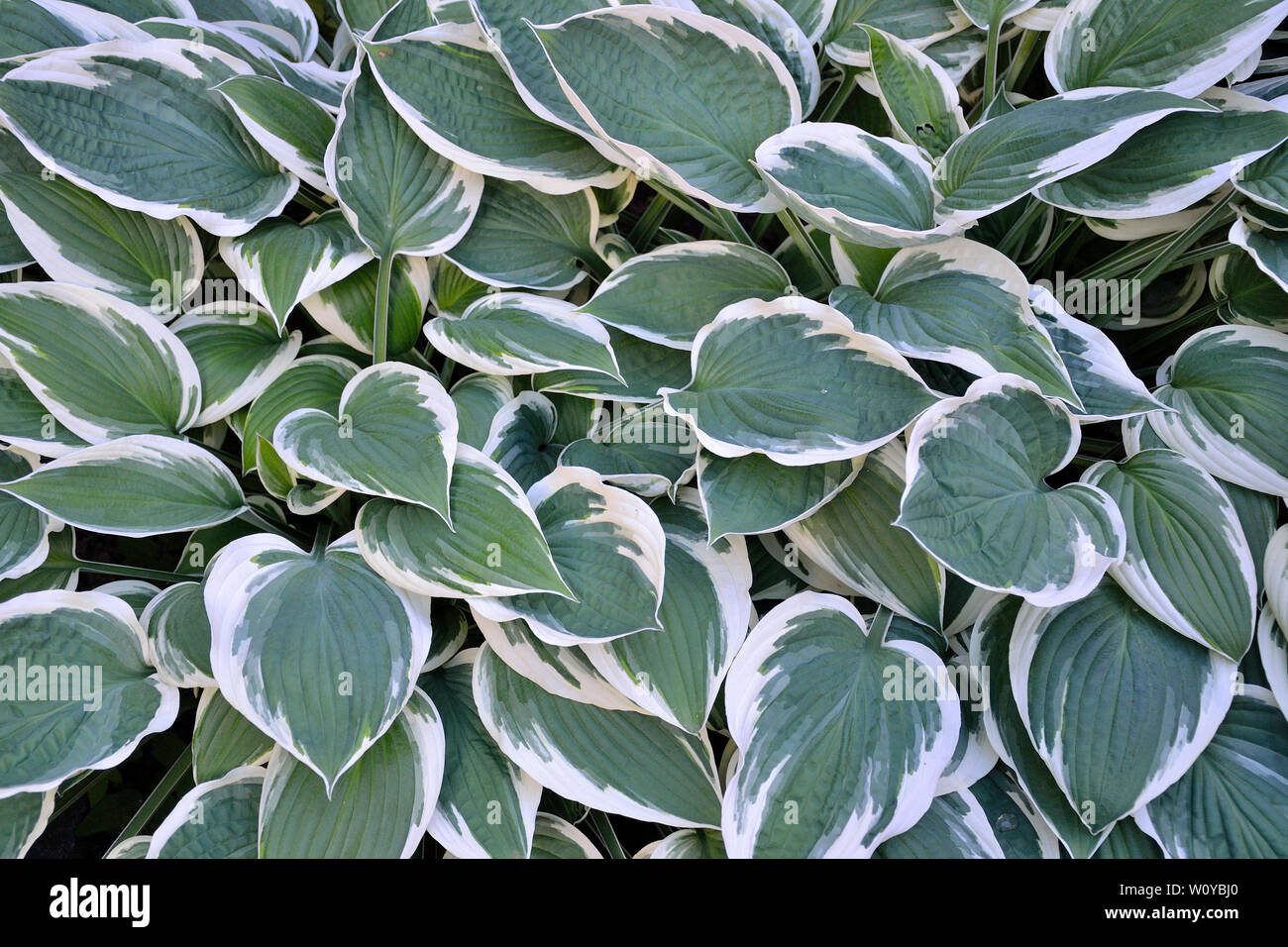 Decorative plant Hosta Patriot (most popular) with variegated green with white  leaves for landscaping design in park or garden. Stock Photo