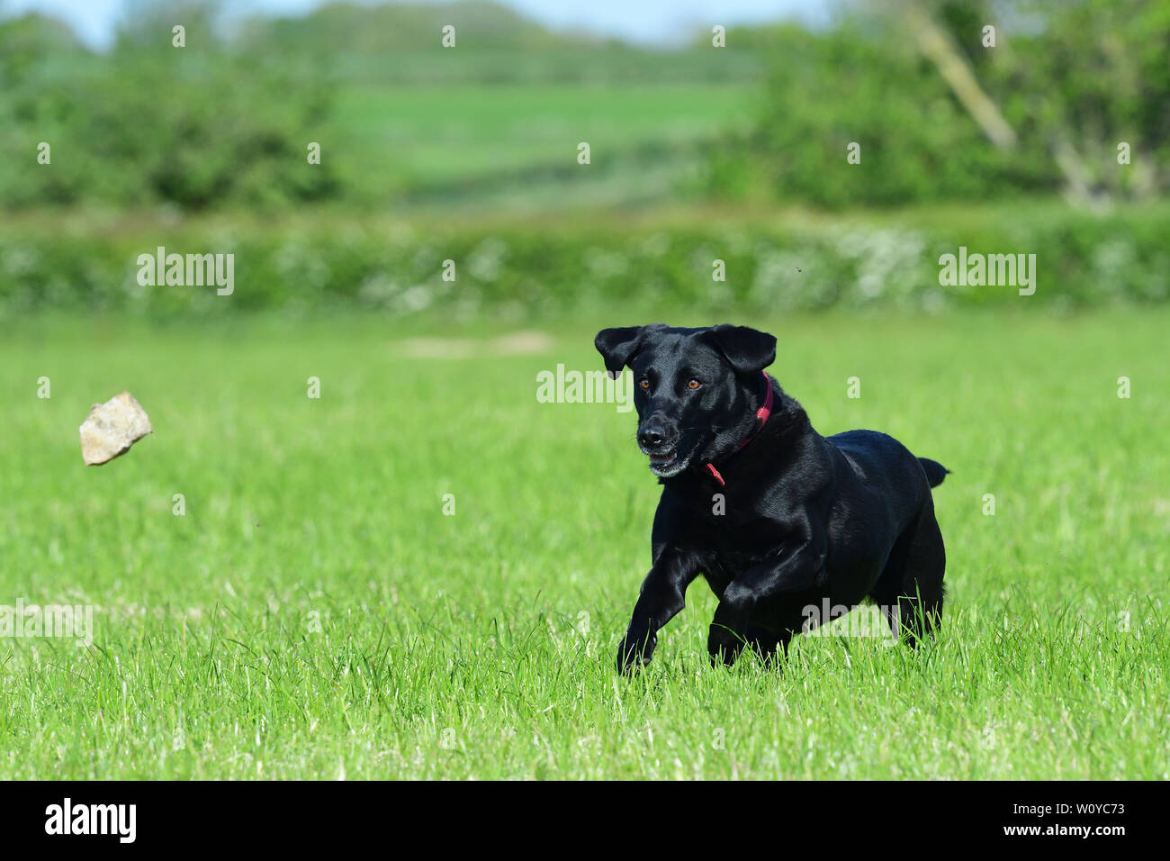 Action shot of a young black Labrador retriever running through a field ...