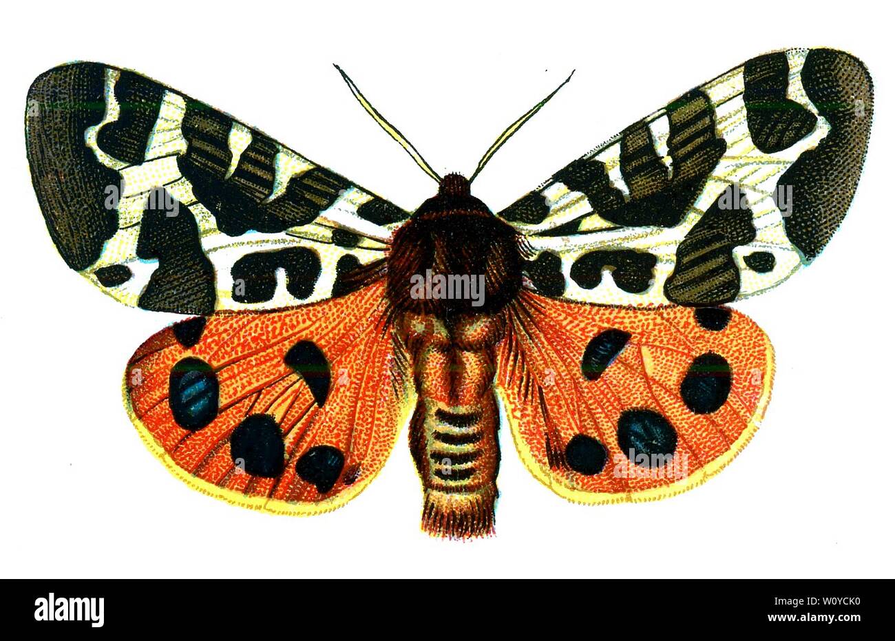 Arctia caja, The Garden Tiger Moth (Great Tiger Moth) Color Butterfly Lithograph from 1895 book, 'Europe’s Best-Known Butterflies' by F. Nemos Stock Photo