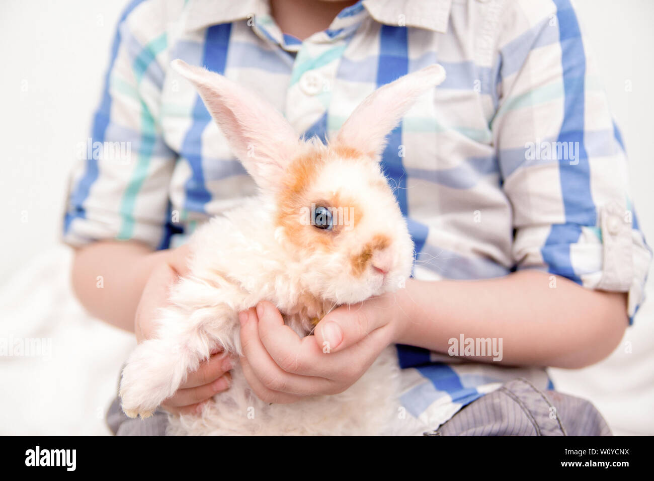 Cute little orange and white color bunny with big ears. rabbit in boy hands.  close up - animals and pets concept Stock Photo - Alamy