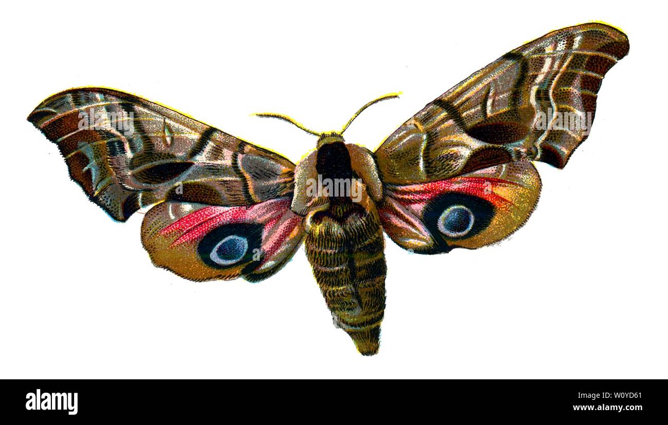Smerinthus ocellata, The Eyed Hawk-Moth - Color Butterfly Lithograph from 1895 book, 'Europe’s Best-Known Butterflies' by F. Nemos Stock Photo