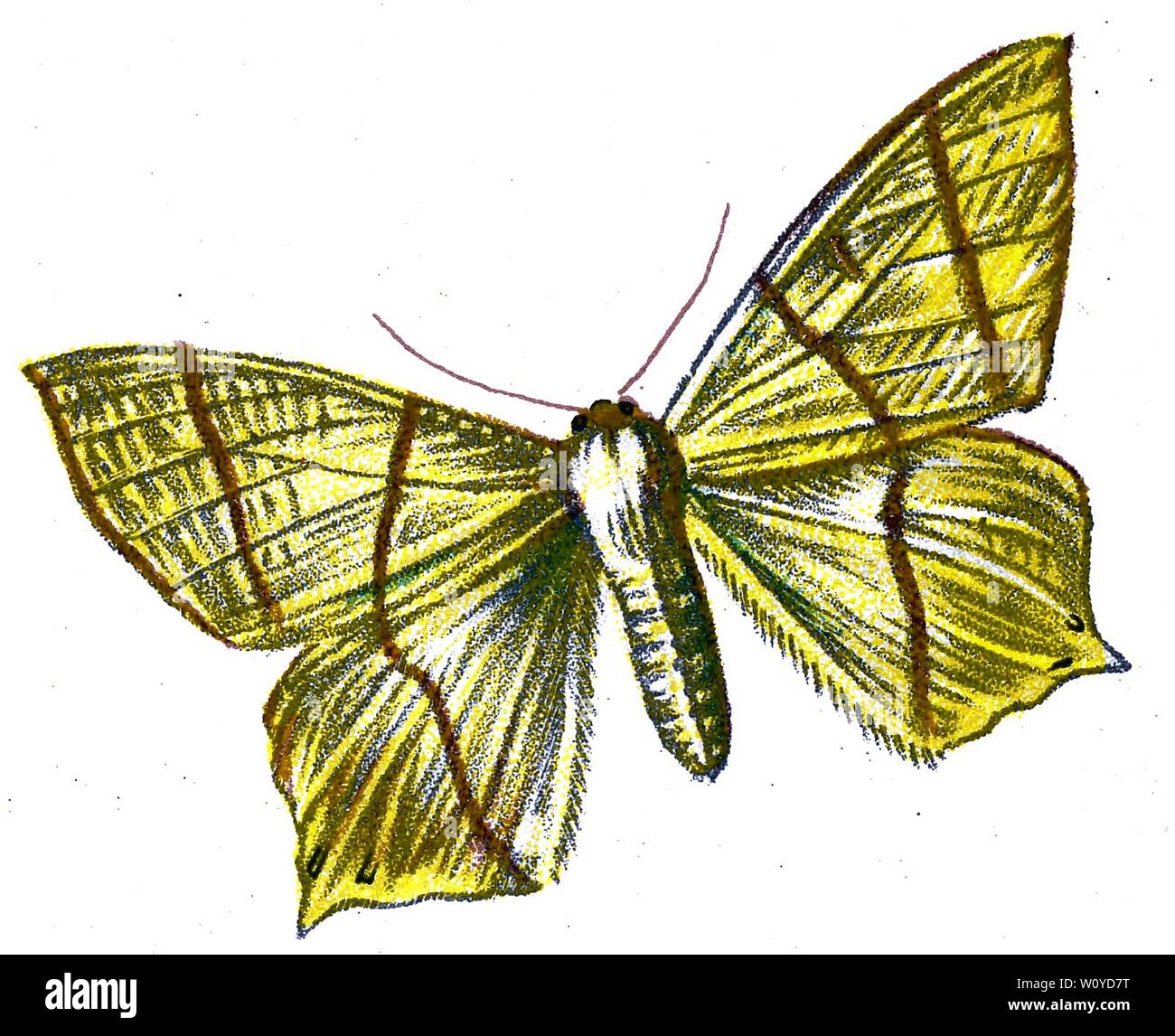 Urapteryx sambucaria, The Swallow-Tailed Moth - Color Butterfly Lithograph from 1895 book, 'Europe’s Best-Known Butterflies' by F. Nemos Stock Photo