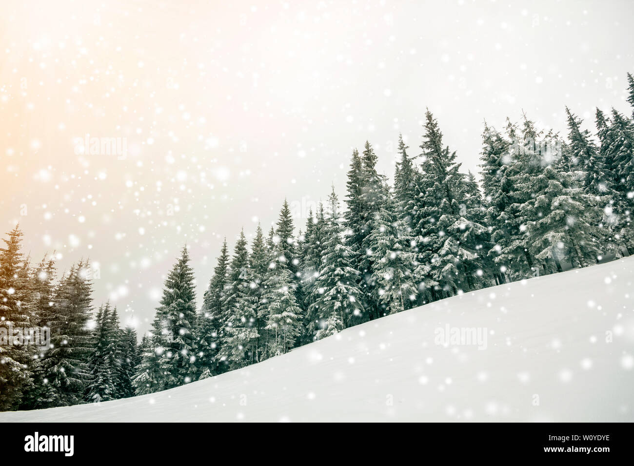 Fairy tale winter landscape. Pine trees with snow and frost on mountain ...
