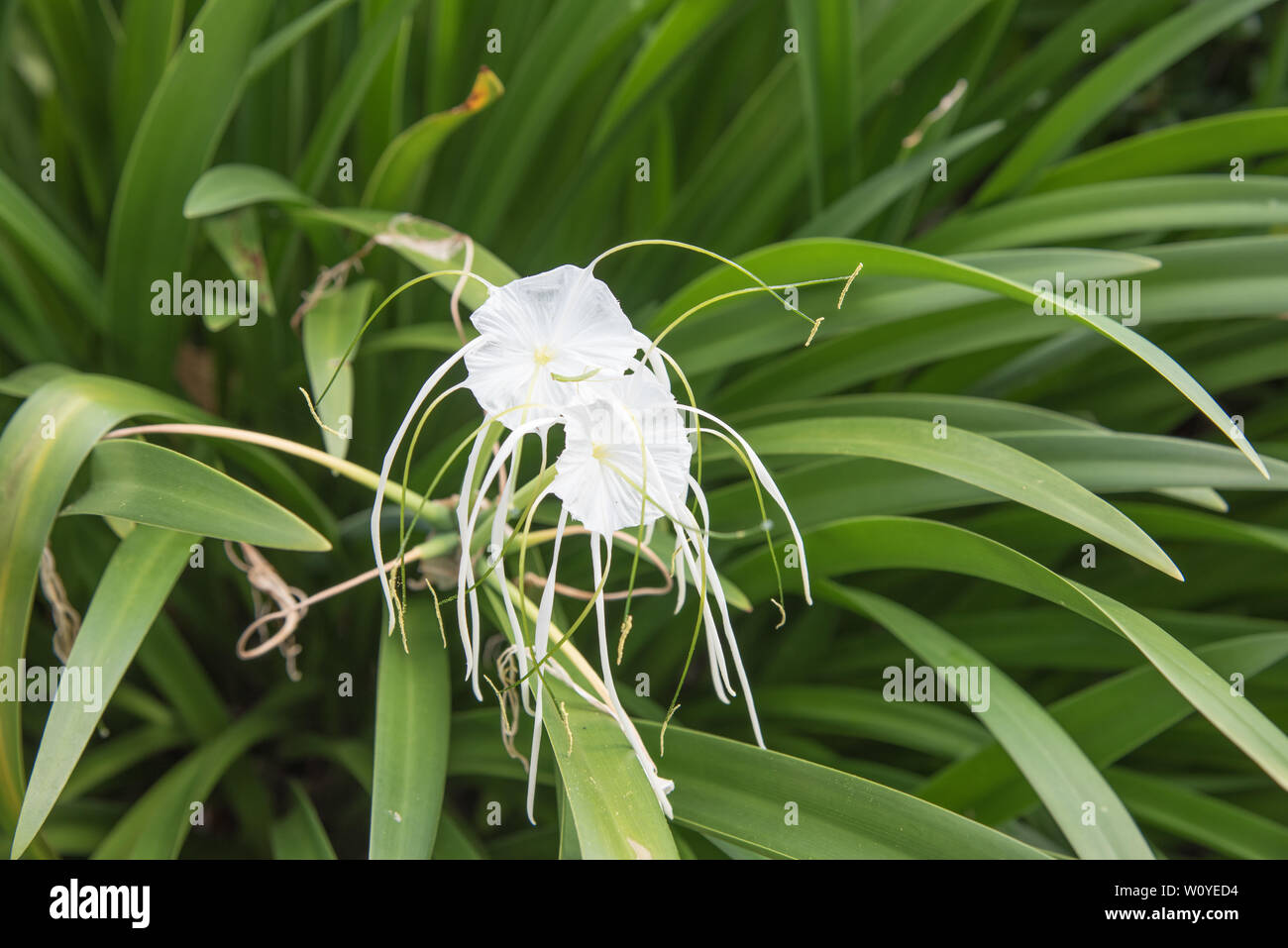 Spider lilies growing with lush green foliage in tropical plant garden