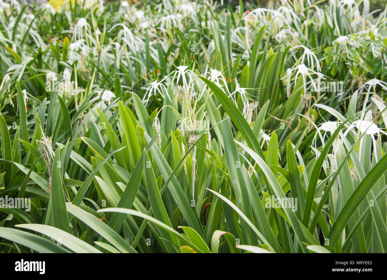 Spider lilies growing with lush green foliage in tropical plant garden
