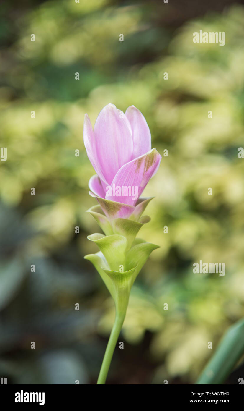 Pink ginger flowering plant growing in tropical Darwin, Australia Stock