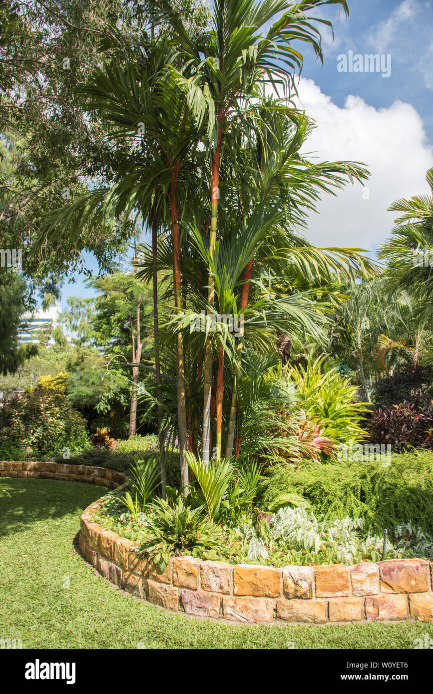 Red clumping bamboo growing in tropical garden in Darwin, Australia Stock Photo