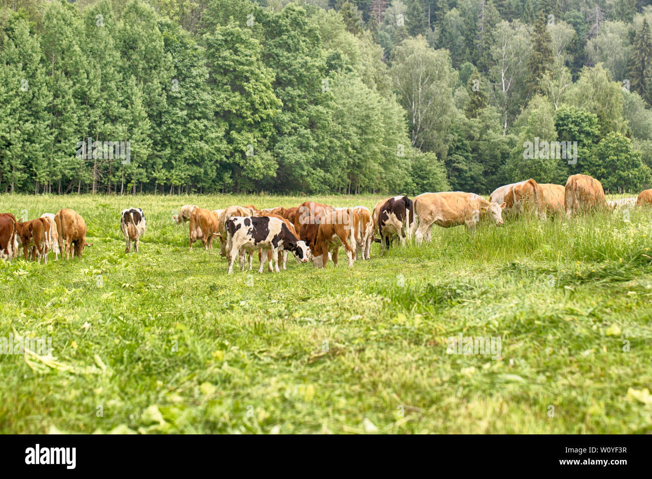 Rural landscape in cheese farm with caws eating Stock Photo