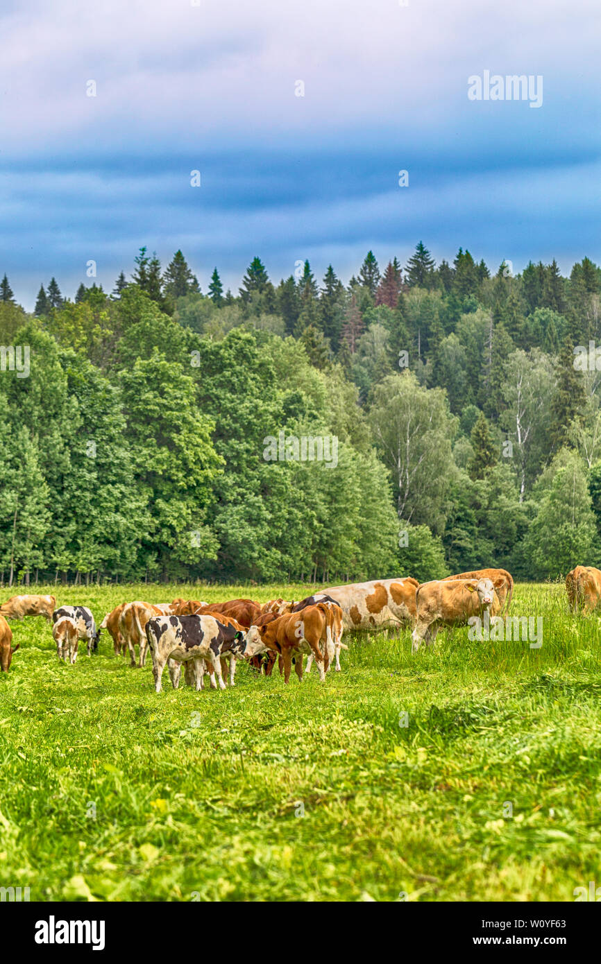 Rural landscape in cheese farm with caws eating grass Stock Photo