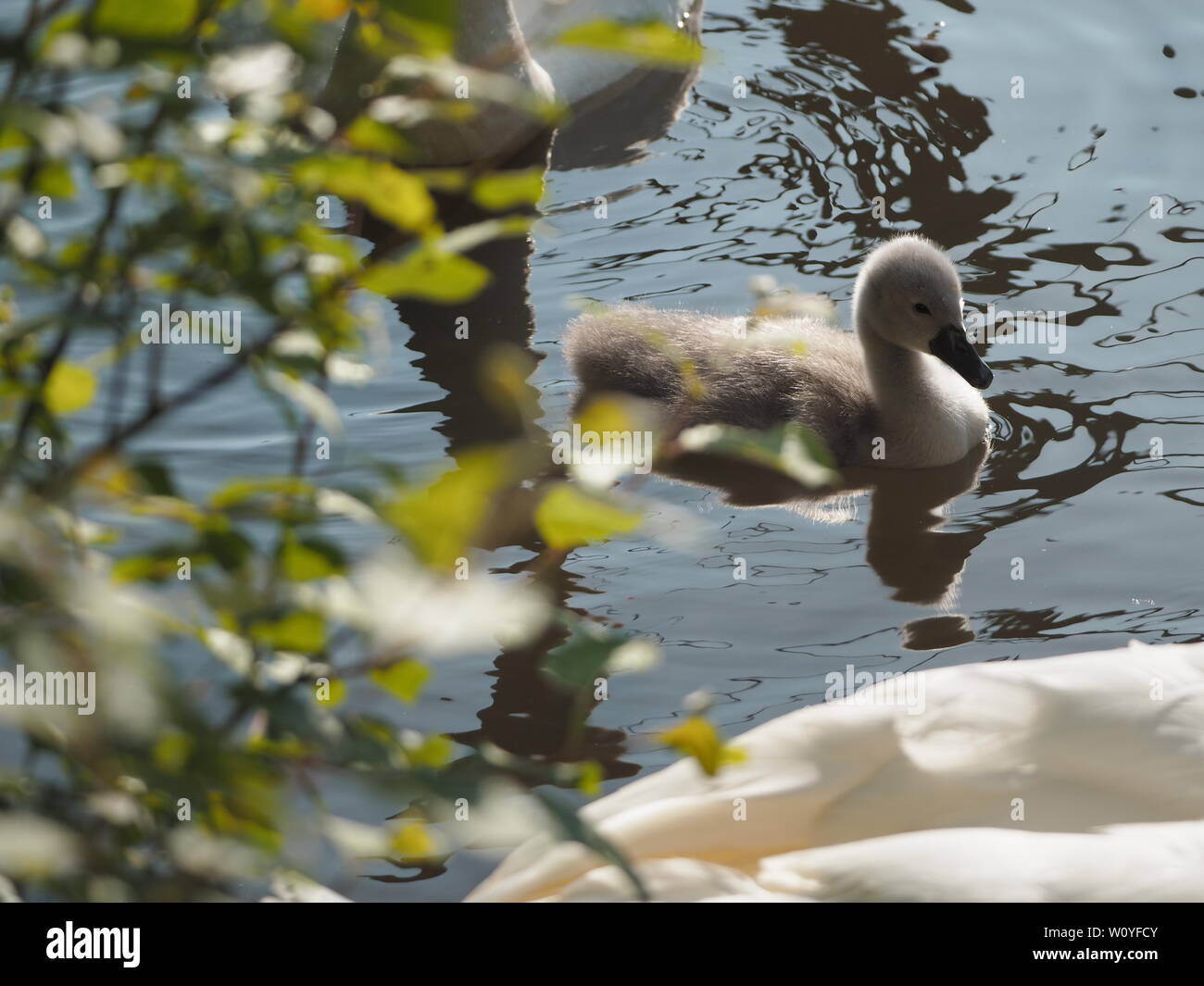 A young cygnet takes to the water. Stock Photo