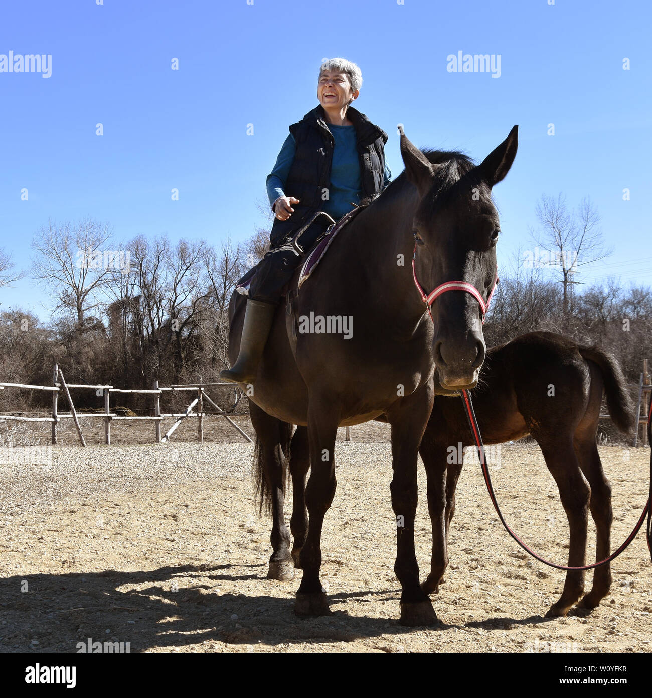 Horse riding therapy for senior people. Woman over 50 years of age on a horseback. Black mare with little colt.  Sunny day in the stables Stock Photo