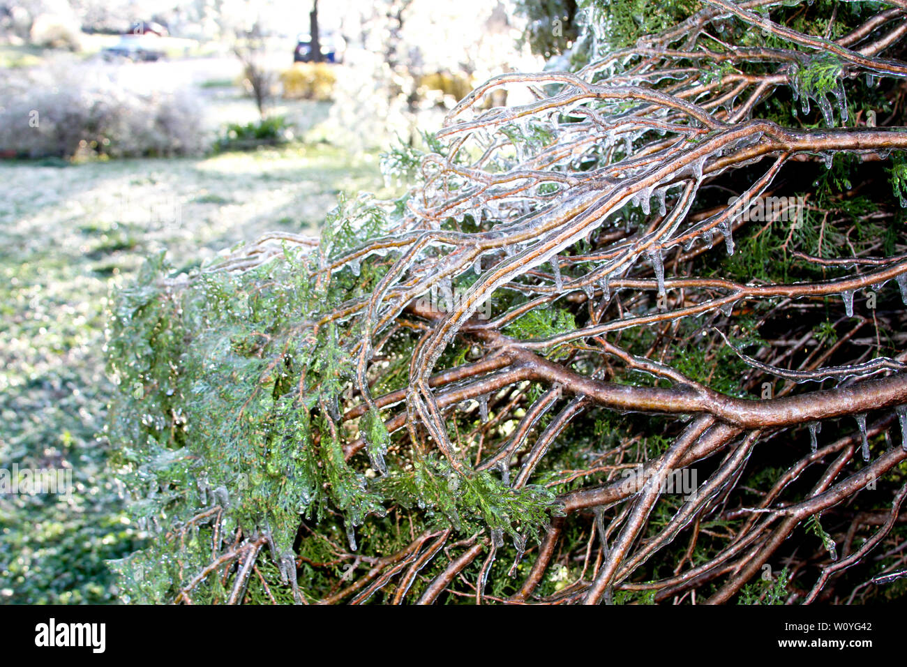 Newton, KS. 11th April, 2013 An unusual ice storm hits Kansas during the spring, covering emerging plant life with a sheet of ice. Stock Photo