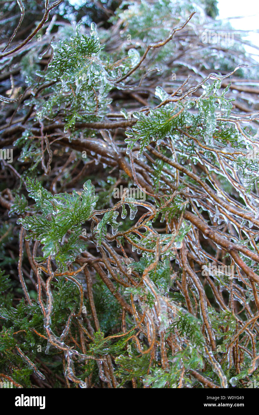 Newton, KS. 11th April, 2013 An unusual ice storm hits Kansas during the spring, covering emerging plant life with a sheet of ice. Stock Photo