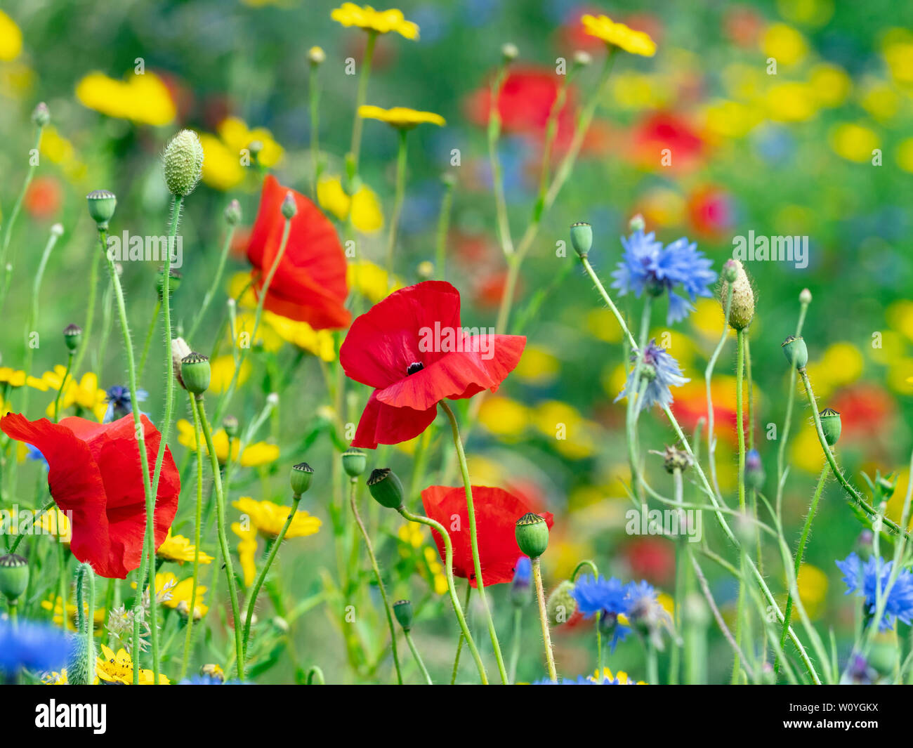 Glebionis segetum Corn Marigold, Centaurea cyanus Cornflower, and Papaver rhoeas Poppies in hay meadow Stock Photo
