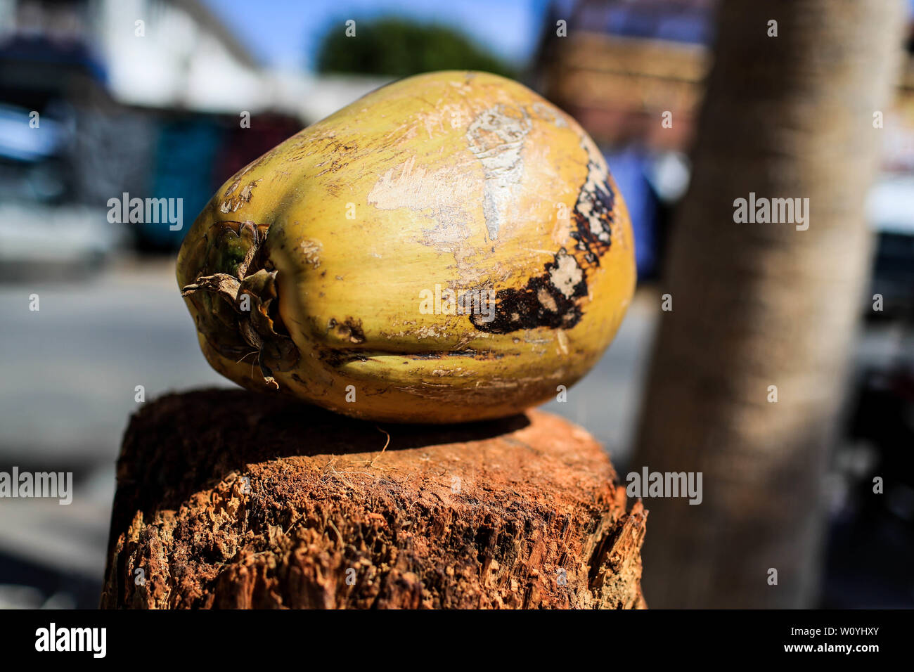 Coconut is a tropical fruit obtained from the coconut tree (Cocos nucifera), the most cultivated palm in the world. It has a thick outer shell (exocar Stock Photo