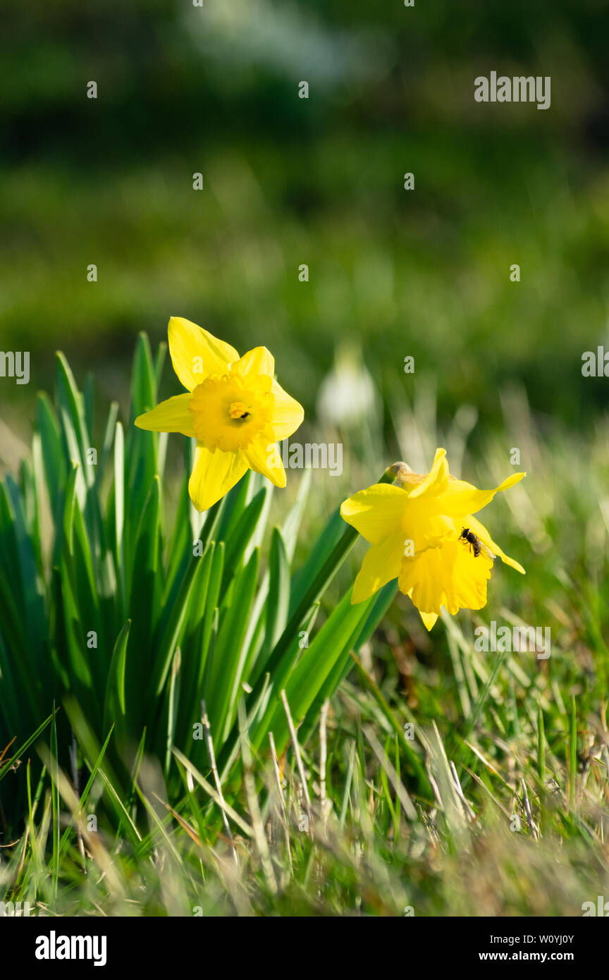 daffodils in garden with insect sitting on it Stock Photo Alamy