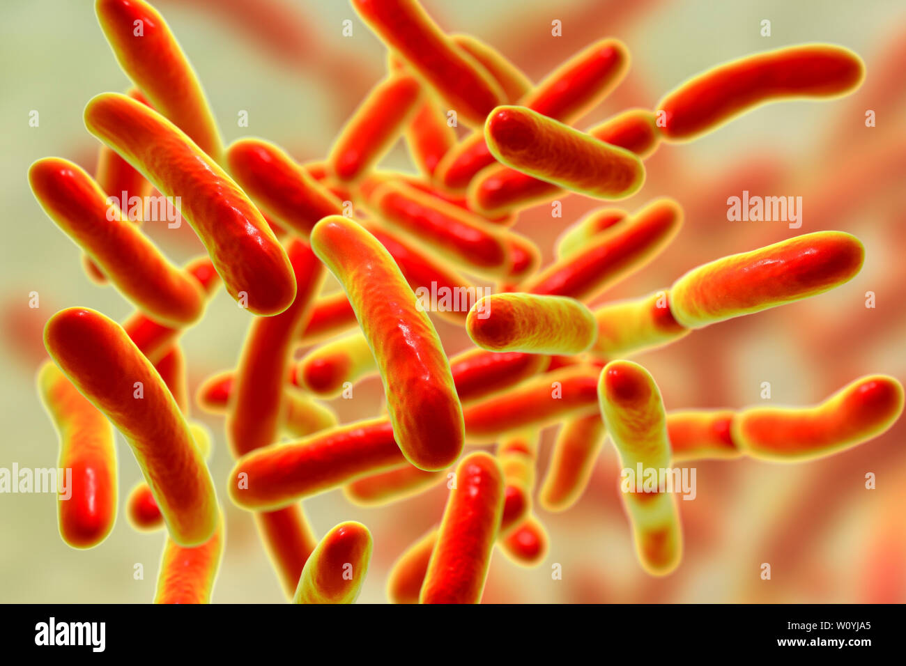 Faecalibacterium prausnitzii bacteria, illustration Stock Photo
