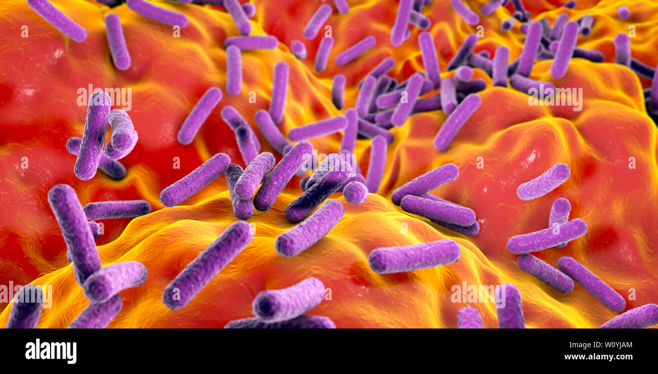 Faecalibacterium prausnitzii bacteria, illustration Stock Photo