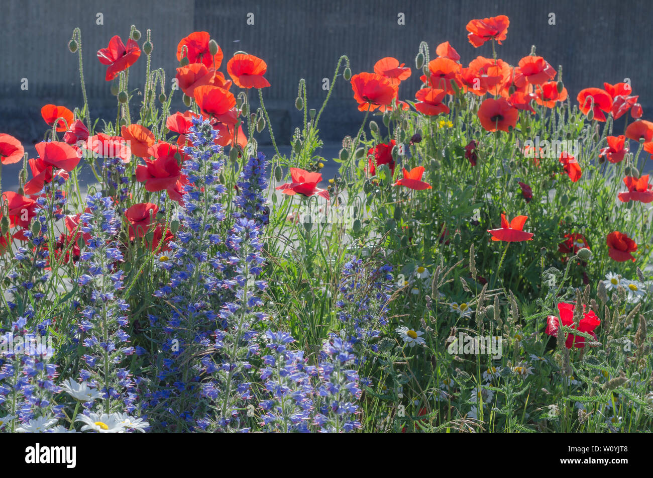 Butterfly friendly wildflowers hi-res stock photography and images - Alamy
