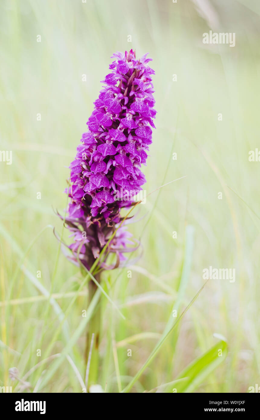 Wild Pyramidal Orchid flower Stock Photo