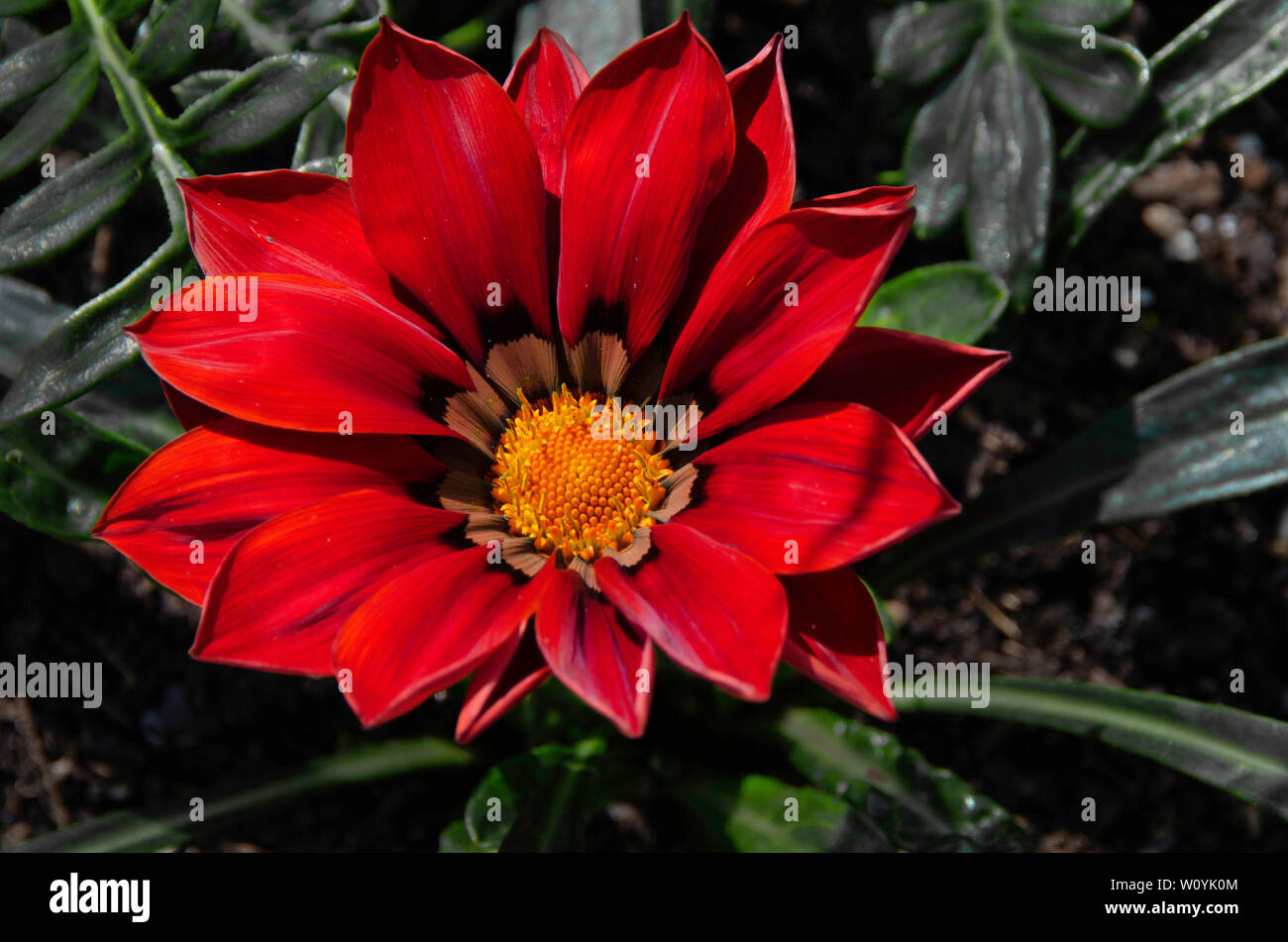 Beautiful red gazania flower Stock Photo