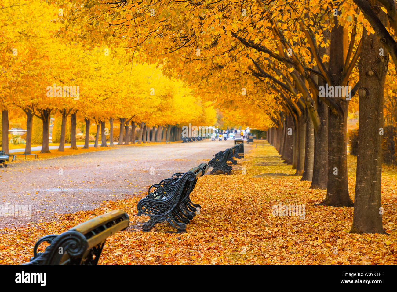 Tree lined avenue with benches in the Regent's Park of London Stock Photo