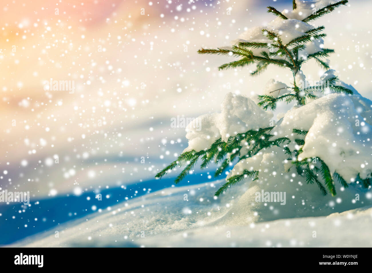 Pine tree branches with green needles covered with deep fresh clean ...