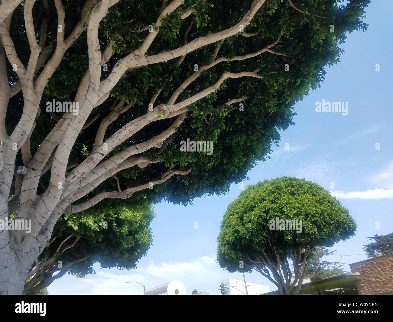 Stunning greenery at Brentwood, Los Angeles, California Stock Photo Alamy