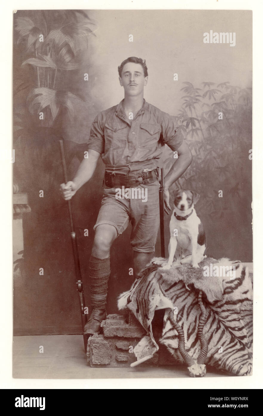 Early 1900's studio portrait postcard of proud white hunter wearing khaki shorts and shirt, with his terrier dog, posing with trophy tiger skin and Indian antelope (blackbuck) horns, during colonial times, Bangalore, India, circa 1910 Stock Photo