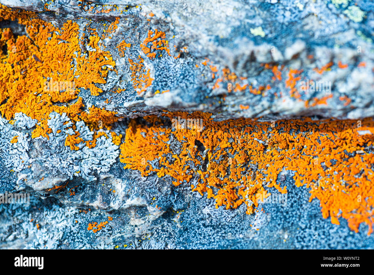 Sunburst lichen on granite. Stock Photo