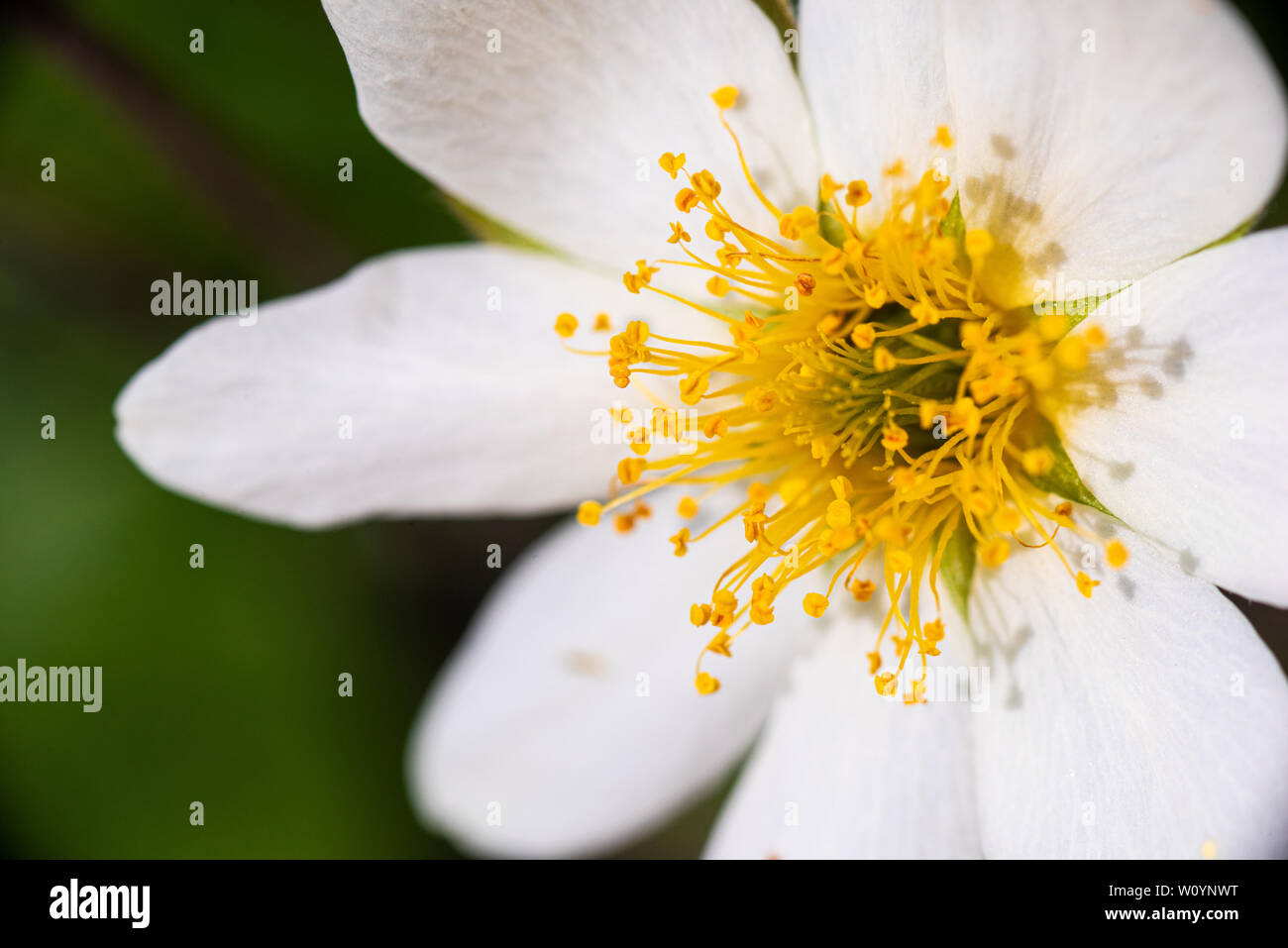 Macro shot of mountain avens flower, focus on stamen. Stock Photo