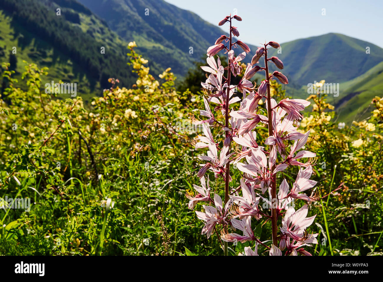 Pink flowers lit by the sun in the grass of a wild field at sunrise. Wild flowers with leaves on a background of mountains, floral background, flower Stock Photo