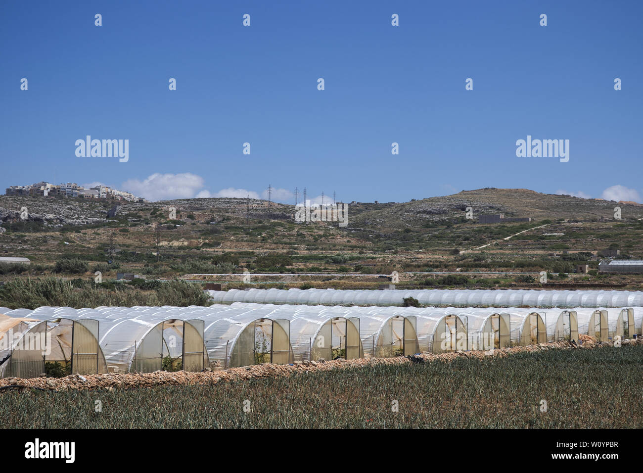 Array of plastic tunnel greenhouses with field of young vegetables in front against a blue sky. Stock Photo