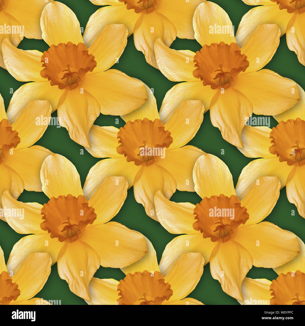 Narcissus Seamless Texture Background Pattern Stock Photo