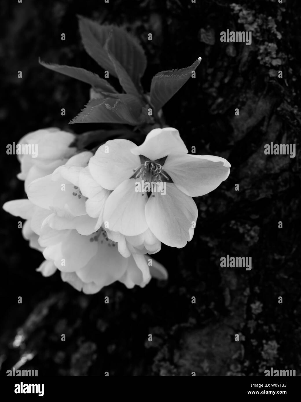 Close up cherry blossoms Black and White Stock Photos & Images - Alamy