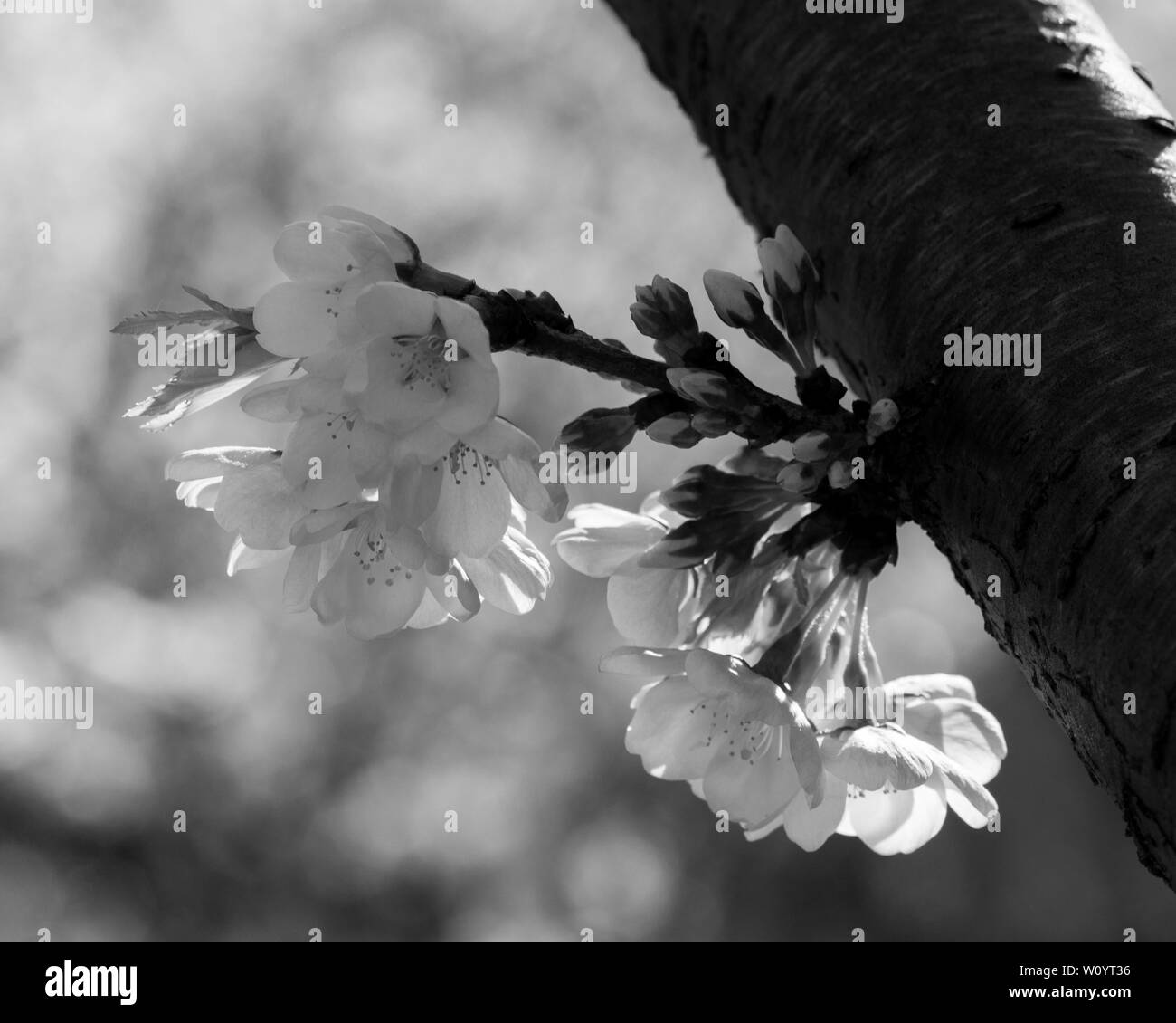 Macro cherry blossoms Black and White Stock Photos & Images - Alamy