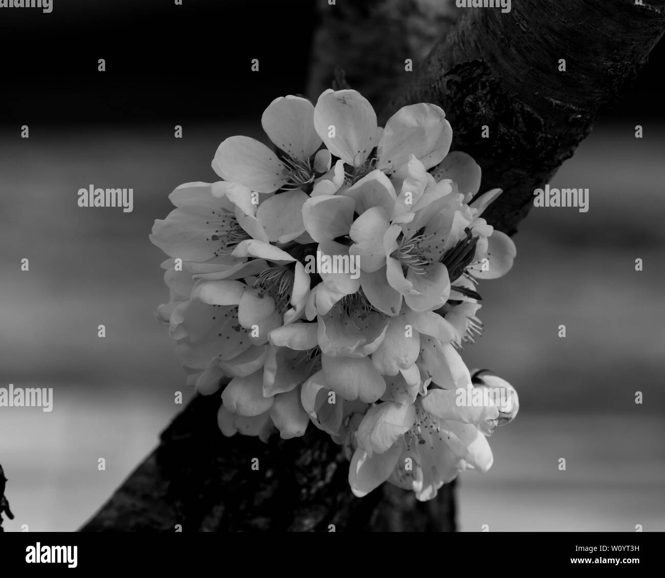 Macro cherry blossoms Black and White Stock Photos & Images - Alamy
