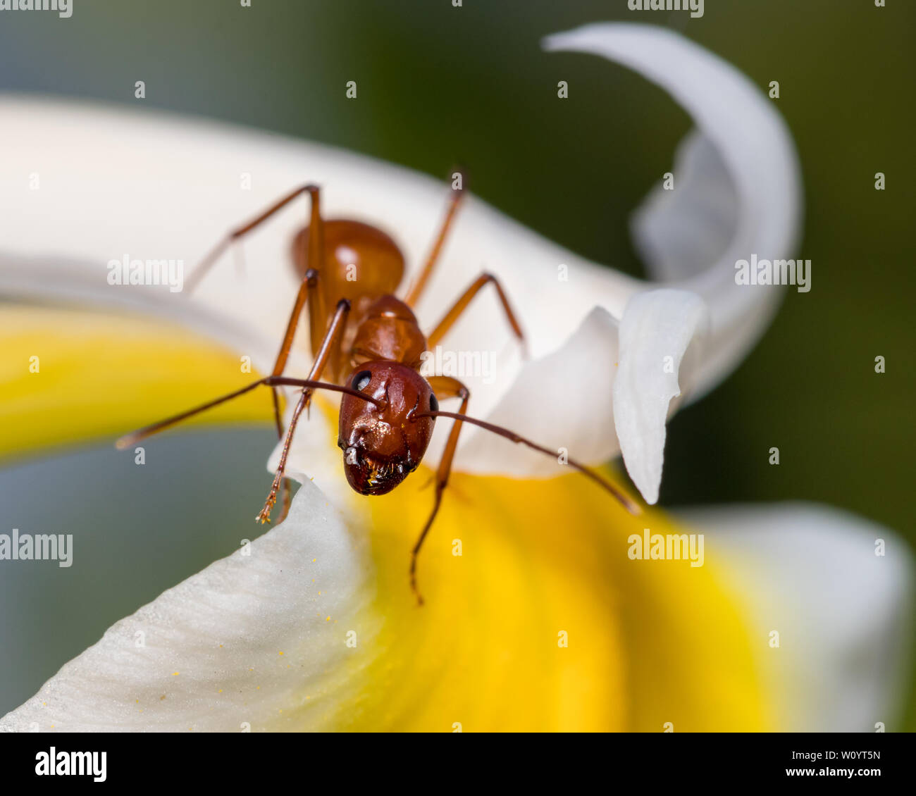 Large brown ant, Camponotus, climbing on flower Stock Photo