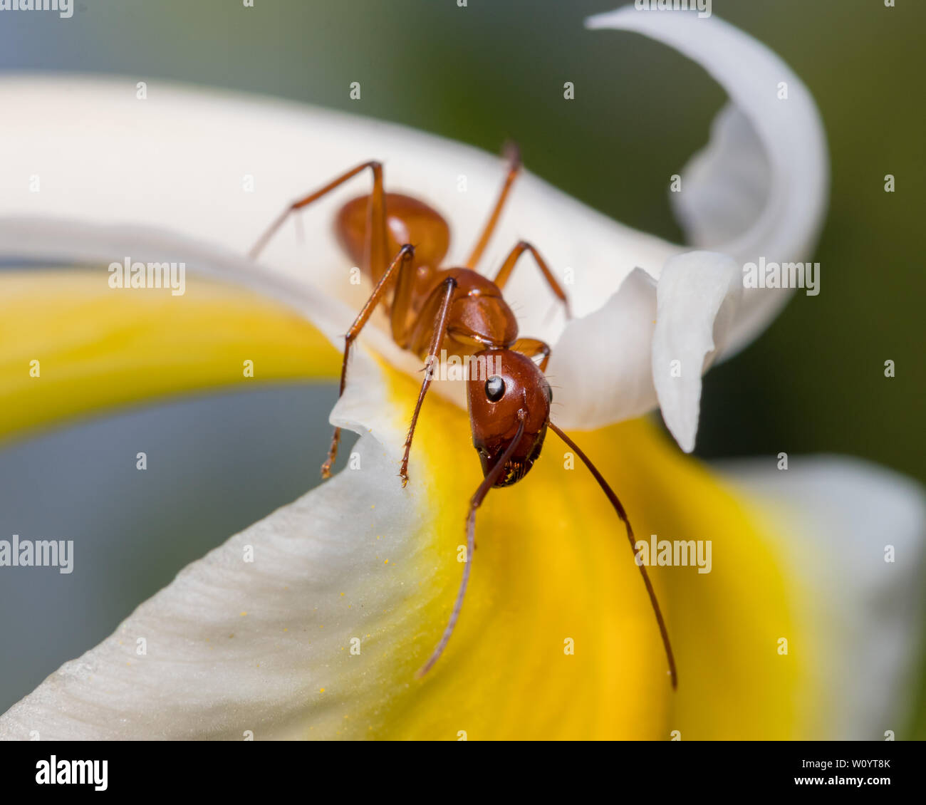 Large brown ant, Camponotus, climbing on flower Stock Photo