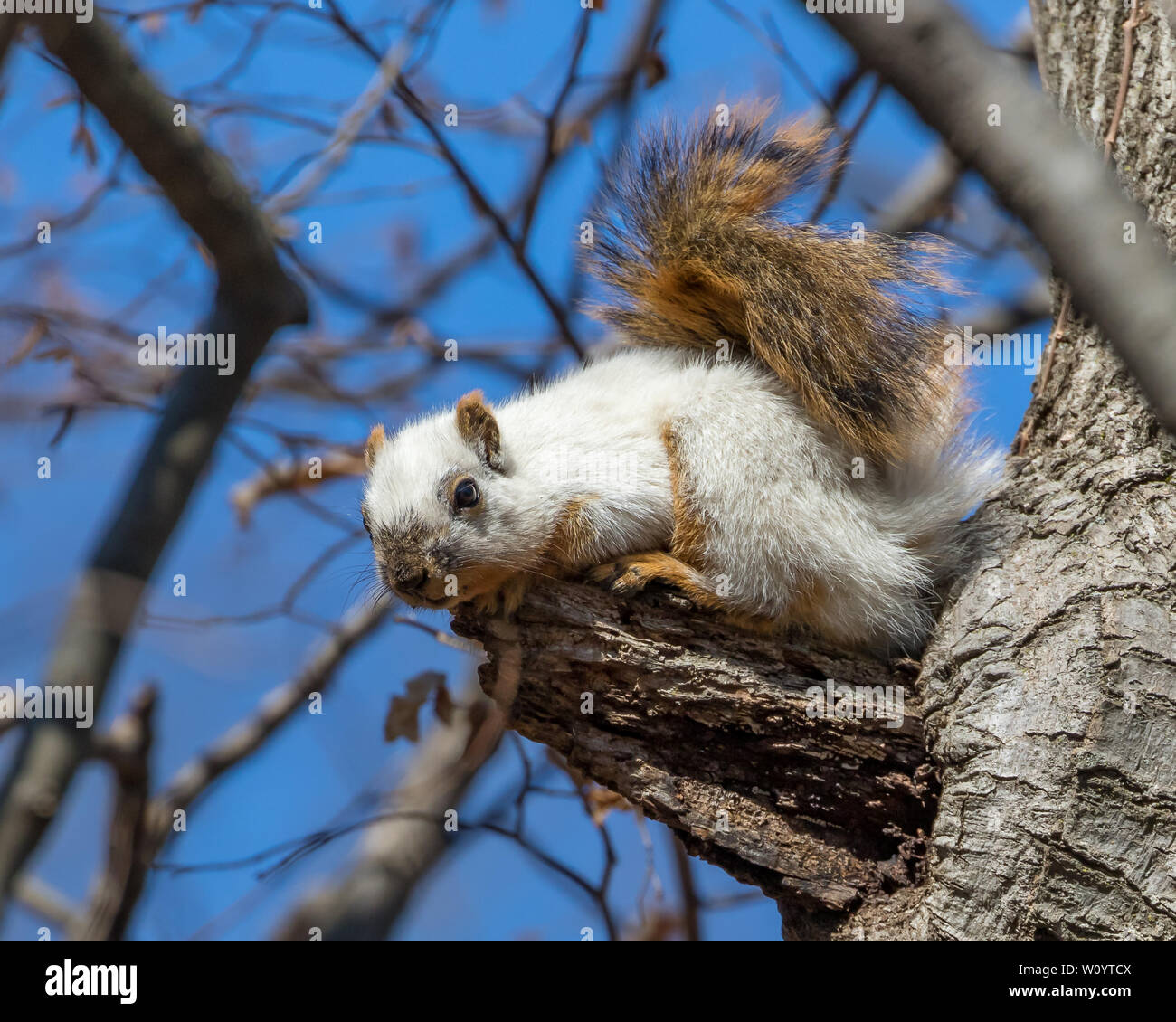 Rare White Morph Fox squirrel sitting in a tree looking down in a nature preserve forest Stock Photo