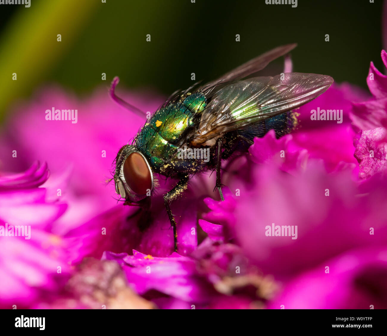 Green Bottle fly , Blow fly, sitting on a purple flower with detail of the compound eye and body Stock Photo