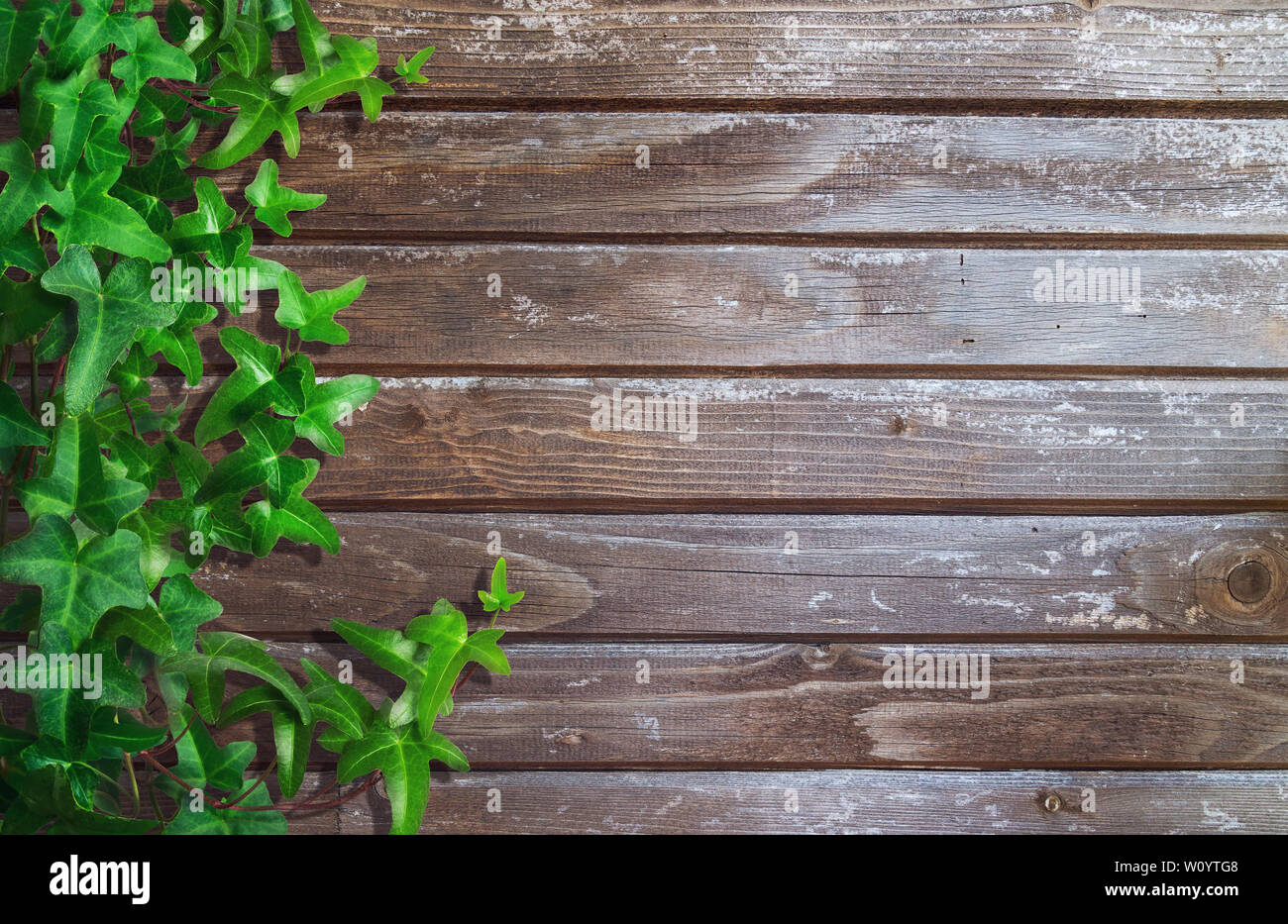 Green ivy on wooden planks background. Space for text. Stock Photo