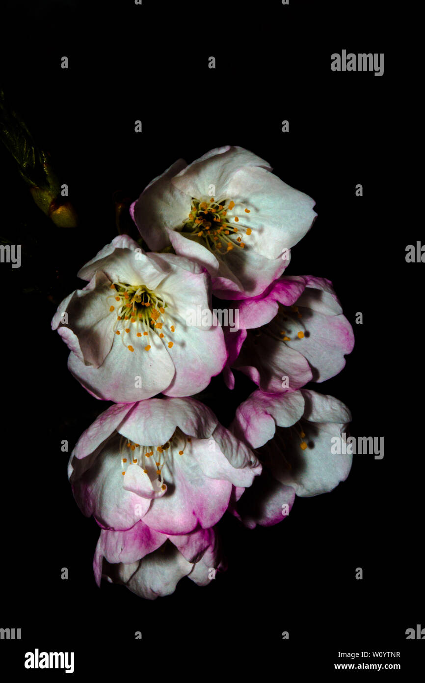 Beautiful cherry blossoms close hi-res stock photography and images - Alamy