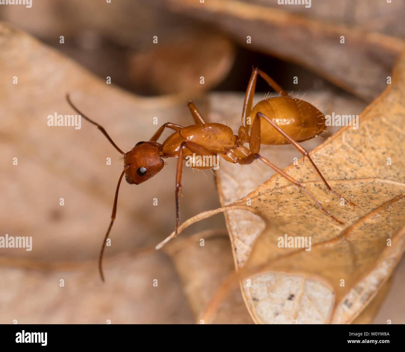 Large brown Camponotus ant crawling on leaf in forest Stock Photo