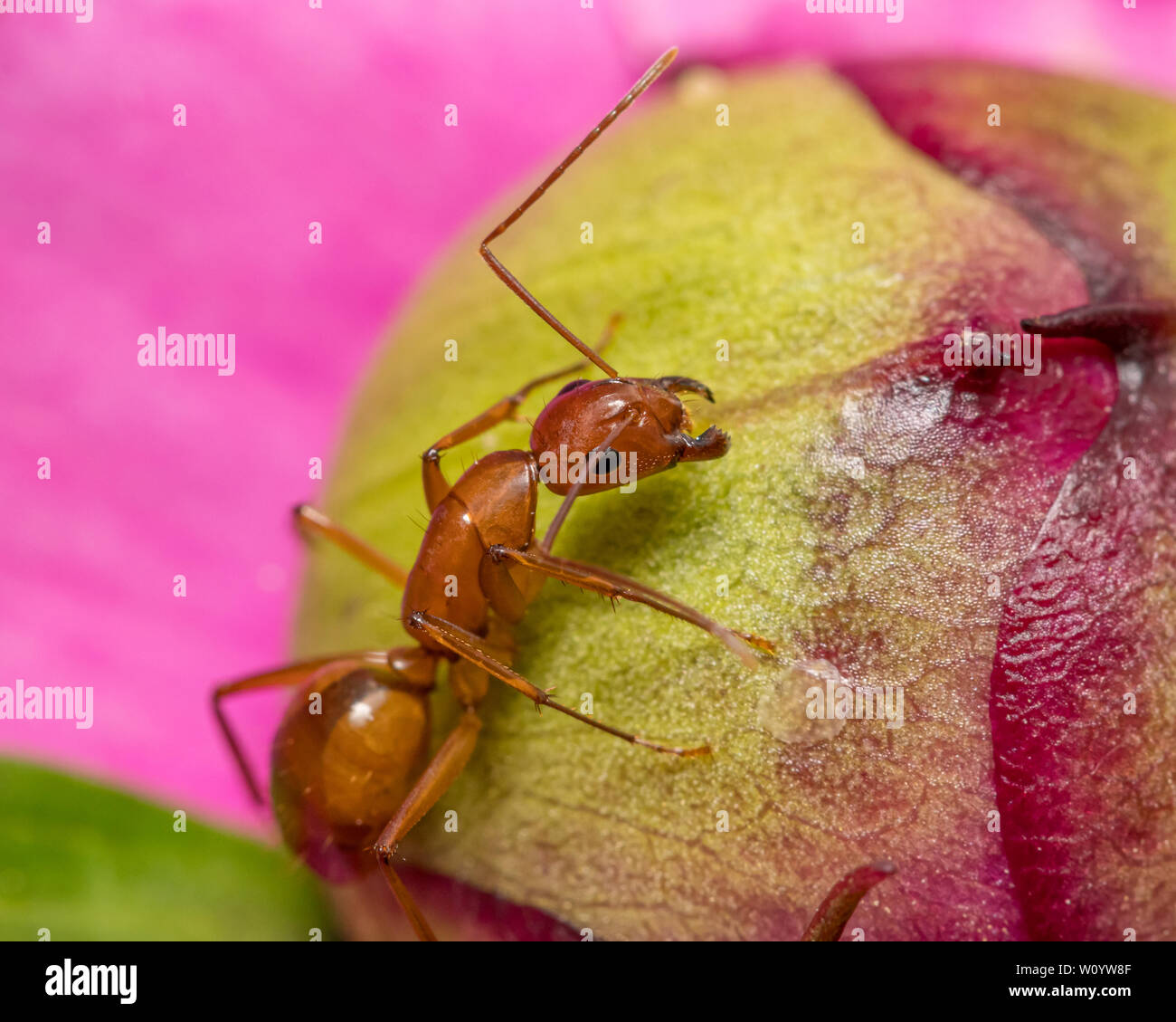 Large brown ant, Camponotus, climbing on flower Stock Photo